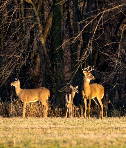 Deer in field
